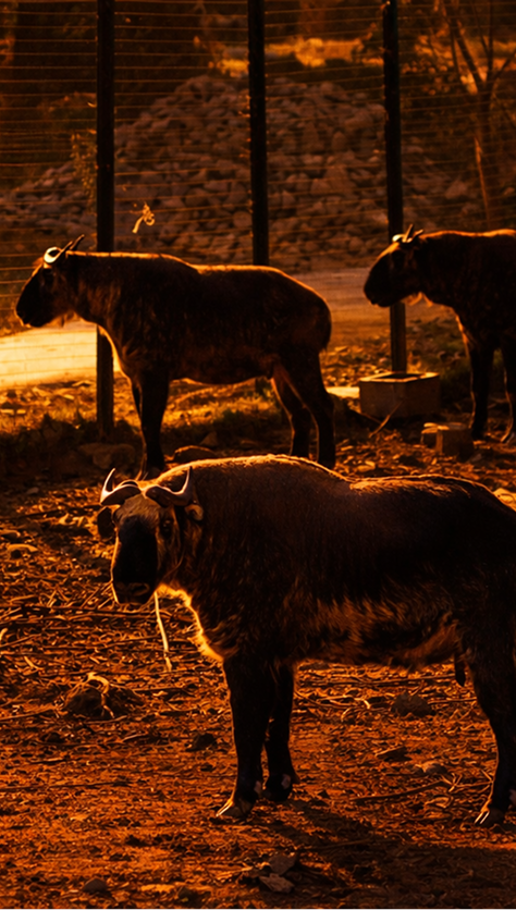 Himalayan Takin national animal of Bhutan at golden sunset